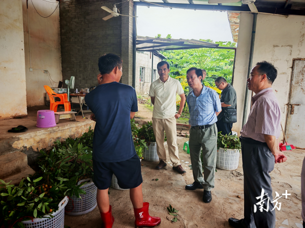 泸深配 应对台风“韦帕”，茂南区农业农村局全力筑牢防御屏障