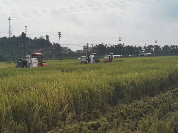 豌豆财富 农机战“韦帕”：抢收抢烘 守护粮食安全